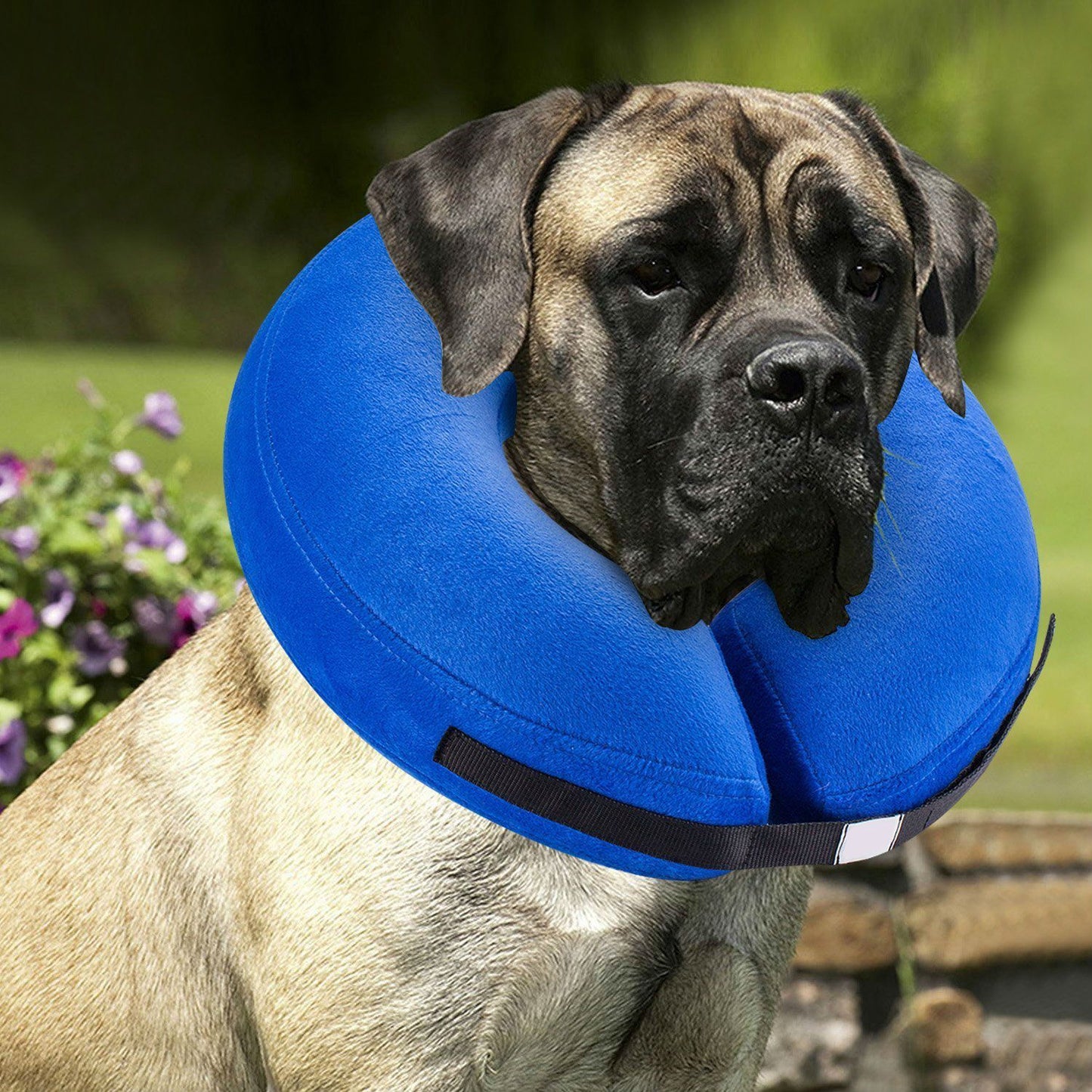 Fashionable Dog Collar - Inflatable Warm Neck Circle